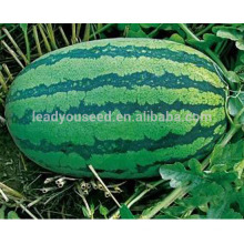 W03 Xinong no.9 meados de maturidade tamanho grande sementes de melancia para o plantio
